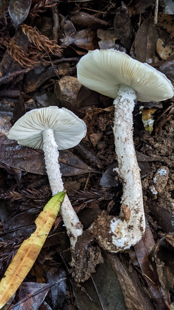 Amanita vestita · July 2022 · photo: © atsushi_nakajima_cirque (iNaturalist, cc-by)