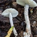 Amanita vestita