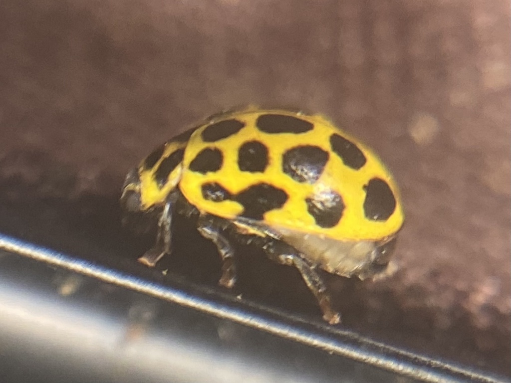 22spot Ladybird from Eglingham Way, Morpeth, England, GB on July 20