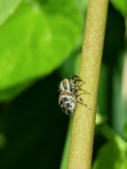 Nycerella delecta