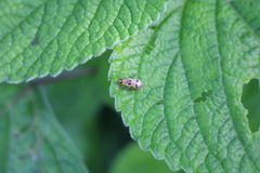 Systena nigroplagiata