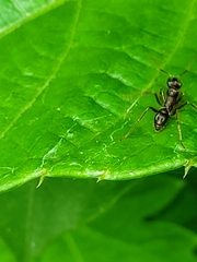 Ectatomma ruidum