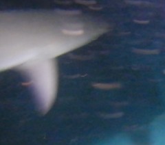 Carcharhinus amblyrhynchos