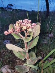 Asclepias jaliscana