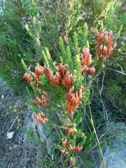 Erica coccinea