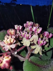 Asclepias jaliscana