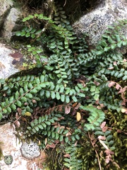 Polystichum atkinsonii