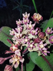 Asclepias jaliscana
