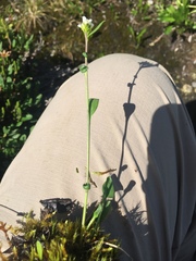 Eutrema edwardsii