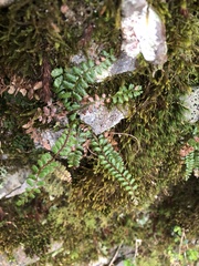 Polystichum atkinsonii