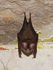 Hipposideros pomona