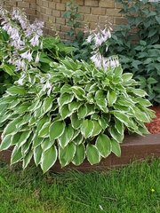 Hosta