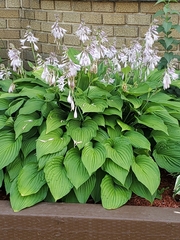 Hosta