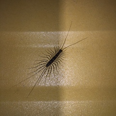 Thereuonema tuberculata