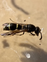 Symmorphus bifasciatus