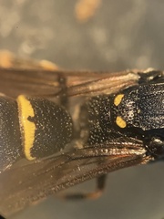 Symmorphus bifasciatus