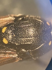Symmorphus bifasciatus