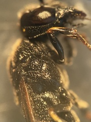 Symmorphus bifasciatus