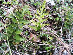 Asplenium appendiculatum maritimum