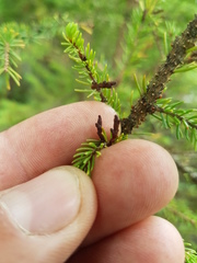 Arceuthobium pusillum