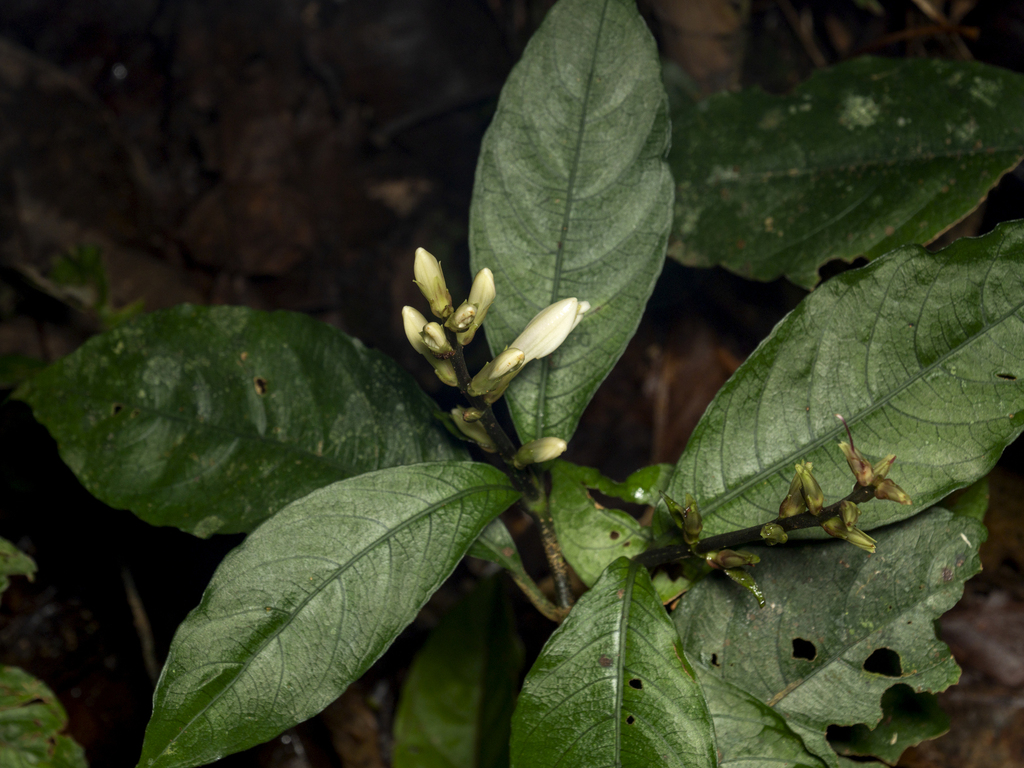 Filicia Tree (Filetia) - Botanical Realm