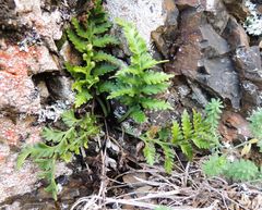 Asplenium appendiculatum maritimum