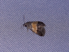 Tripudia balteata