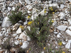 Lasiosiphon pedunculatus