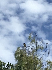 Pheucticus aureoventris