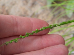 Dichanthelium xanthophysum