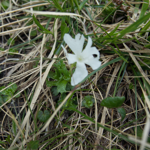 Primula minima (Primula minima)