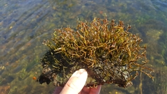 Podostemum ceratophyllum