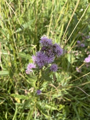 Cirsium arvense