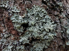Hypogymnia farinacea