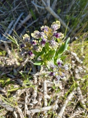 Ferraria densepunctulata