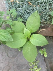 Phytolacca americana