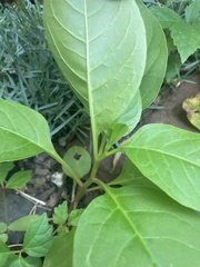 Phytolacca americana