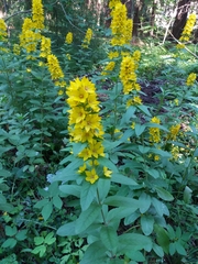 Lysimachia punctata