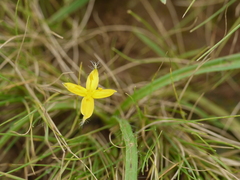Hypoxis aurea