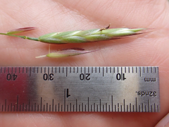 Bromus pumpellianus