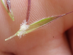 Bromus pumpellianus