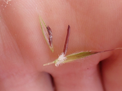 Bromus pumpellianus