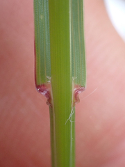 Bromus pumpellianus