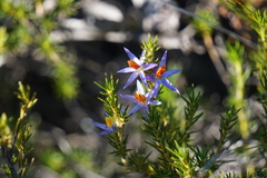 Calectasia narragara