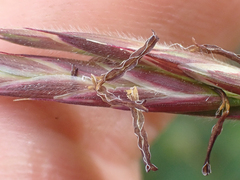 Bromus pumpellianus