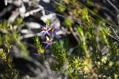 Calectasia narragara