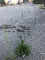 Cichorium intybus