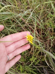 Berkheya radula