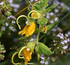 Rhynchocorys orientalis