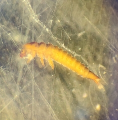 Riolus